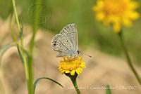JCGM02983 Hemiargus ceraunus ssp. astenidas.jpg