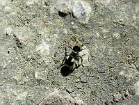 MCS119 Dasymutilla arachnoides.JPG