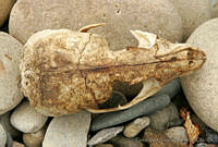 CNS0059 Arctocephalus townsendi.jpg
