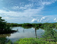 TE001 0257 Hábitat de Crocodylus acutus.jpg