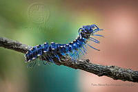 PARH02 Pararhachistes sp..jpg