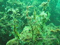 NE018 0383 Eudendrium carneum.jpg