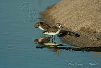 MGaves 1415 Calidris mauri.jpg