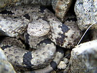 EMR0009 Crotalus lepidus.jpg