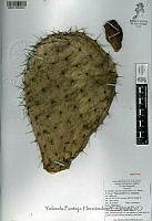 YPH2299 Opuntia hyptiacantha.jpg