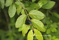 JCC0119 Eumaeus toxea.JPG