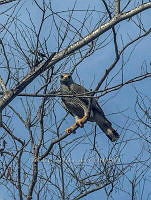 CCR 008 Buteo plagiatus.jpg