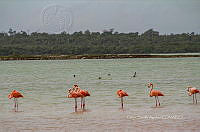 FBA0937 Phoenicopterus ruber.jpg