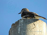 MCS IM0161 Mimus polyglottos ssp. Leucopterus.jpg