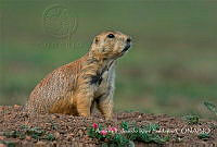 AERS004 Cynomys mexicanus.jpg