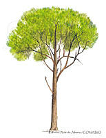RAA0106 Pinus radiata.jpg