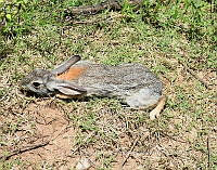 ZISH 0018 Lepus.jpg