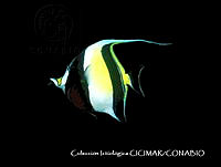 CICIMAR0562 Zanclus cornutus.jpg