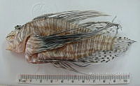 HE009 P 1556 Pez león asiático.JPG