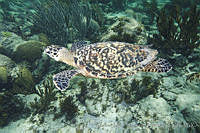 CNS1289 Eretmochelys imbricata.jpg