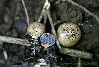 AKL0051 Scleroderma areolatum.jpg