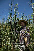 IMDOC4228 Zea mays.jpg