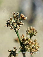 JF078 0393 Fimbristylis cymosa.jpg