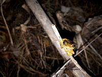 PJ016 0270 Exerodonta xera.JPG