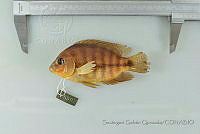 SGQ2104 Herichthys deppii.jpg