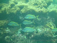 VDLCF0858 Haemulon macrostomum.jpg