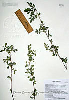 DZAJ021 Fraxinus gooddingii.JPG