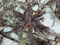 MN01 Kalanchoe delagoensis.jpg