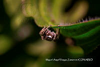 MN6PG0289 Parawixia audax.jpg