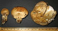 RGO0425 Suillus bovinus.JPG