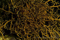 IDG0595 Astrophyton muricatum.jpg