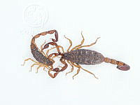 MASM07553 Centruroides noxius.jpg