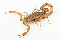 MASM07592 Centruroides limpidus.jpg
