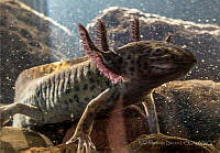 RIMB0001 Ambystoma mexicanum.jpg