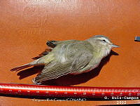 GRC0050 Vireo gilvus.jpg