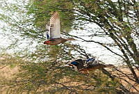 LV0085 Lichanura trivirgata.jpg