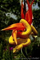 MDL0068 Bothriechis schlegelii.jpg