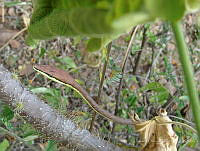OOG0193 Oxybelis aeneus.jpg