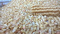 ERA01 Zea mays.jpg