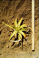 FGM3698 Hechtia glomerata.JPG