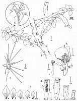 AD0005 Pereskiopsis kellermanii.jpg