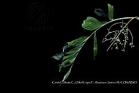 Atleq 0119 Chamaedorea.jpg