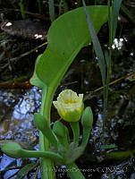 JVB0073 Limnocharis flava.jpg