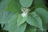 proy JF091 0142 Croton ciliatoglandulifer.JPG