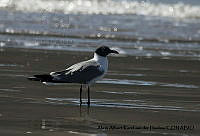 AAKVDH 0152 Leucophaeus atricilla.JPG