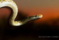 MASM07432 Senticolis triaspis.jpg