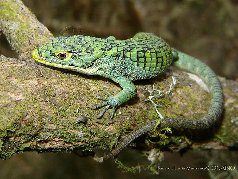RLM001%20Abronia%20graminea.jpg.iSeK7ejzMekZCathQA3g0JtbmFja29CbnFuZ3NAbXJ6LGtwZQA.zEENLTOi 1
