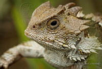 CHH02 Phrynosoma sp..JPG