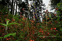 IDG1786 Lobelia cardinalis.jpg