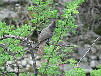 CAR 0022 Phainopepla nitens.jpg