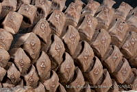 MASM03325 Pinus devoniana.jpg